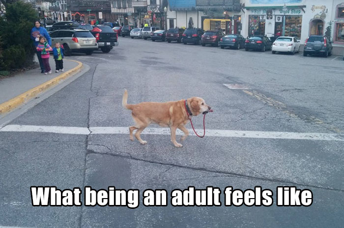 Funny Adult Memes To Have You Rolling On The Floor Laughing