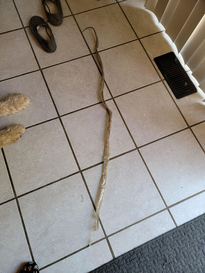 I Can't Find The Culprit That Left This In My House