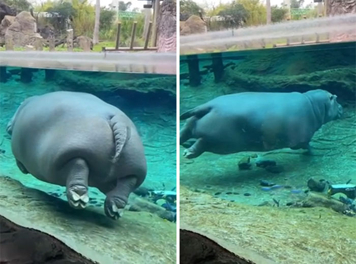 The Hippopotamus Amphibius In All Its Splendor