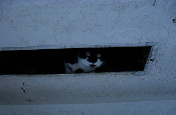 Look Who I Found. It's Ceiling Cat's Cousin