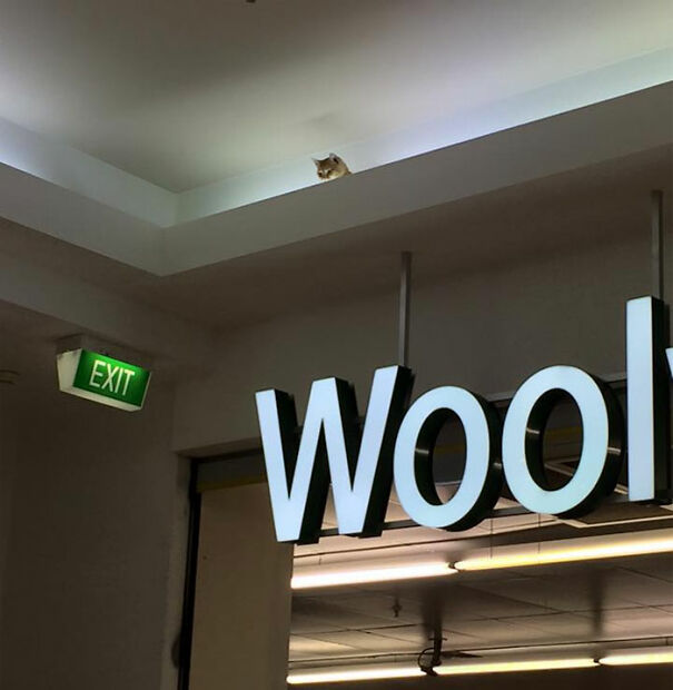 Ceiling Cat Watches You Shop