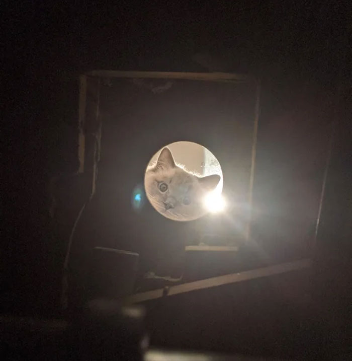 Soy plomero, he estado trabajando en un techo debajo de una ducha que gotea y he sido recibido por un gatito curioso