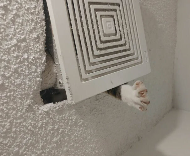 How I Noticed That My Cat Was Stuck In The Attic