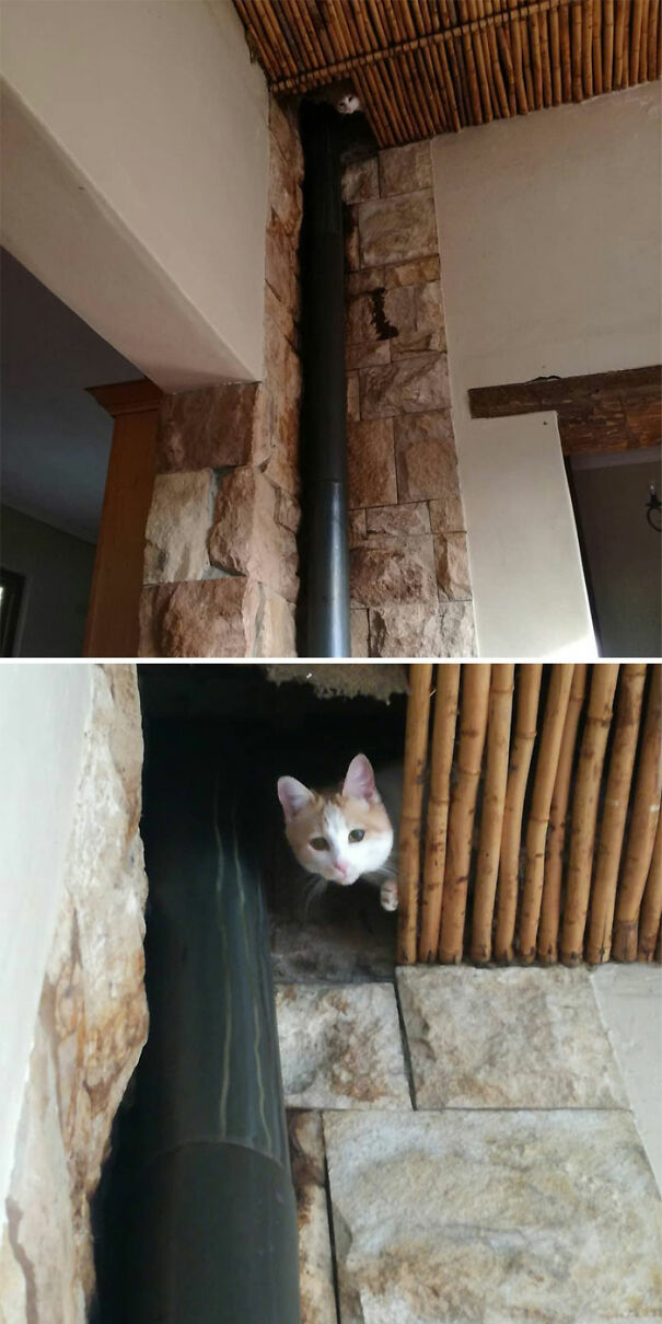 So It's Clear Who Is The Most Adventurey Adventure Cat