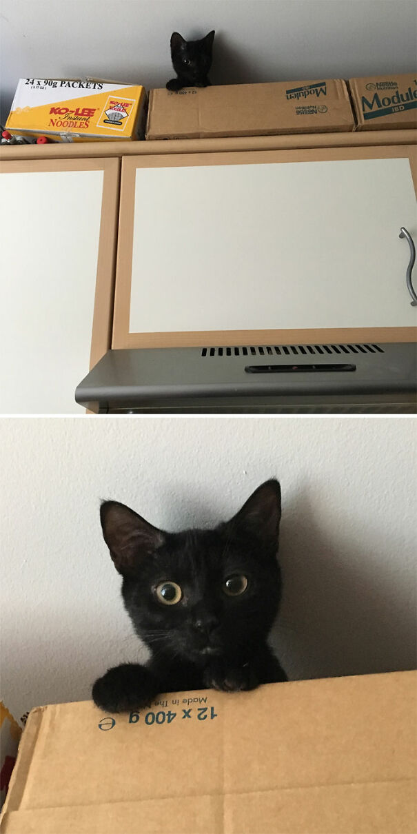 We Have Been Blessed By Ceiling Cat