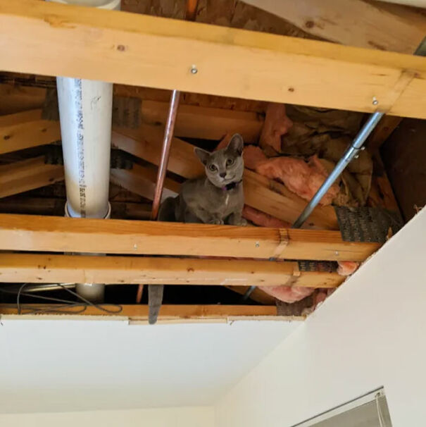 Have You Heard About Our Lord And Savior, Ceiling Cat?