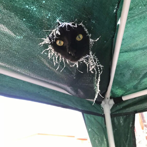 Kora Channeling Her Inner Ceiling Cat