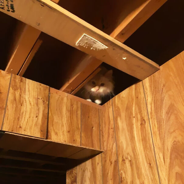 Ceiling Cat Watching You. Judging You