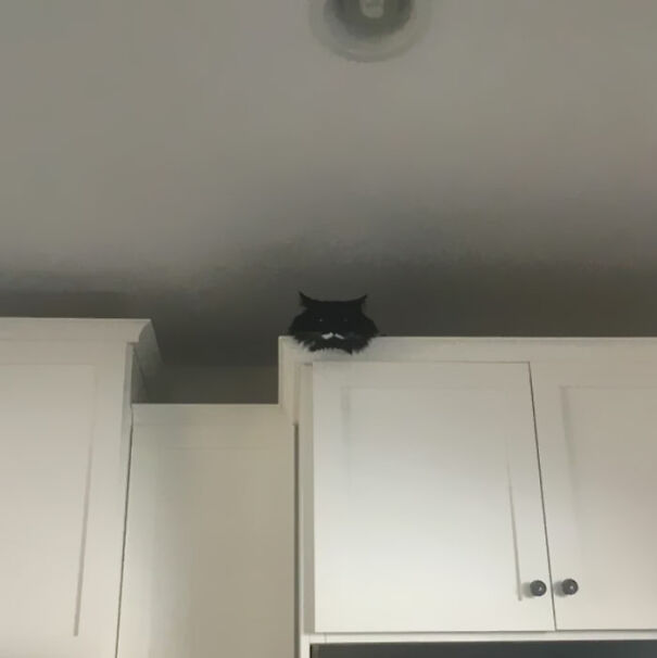 This Is Claude. He Sits On Top Of The Cabinets And Watches Me Work While I’m Home. (We Have 9 Foot Ceilings)