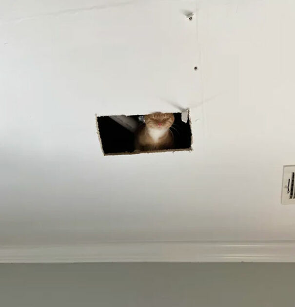 We’re Getting Our Shower Fixed. The Workers Left A Ladder Under The Hole In Our Ceiling