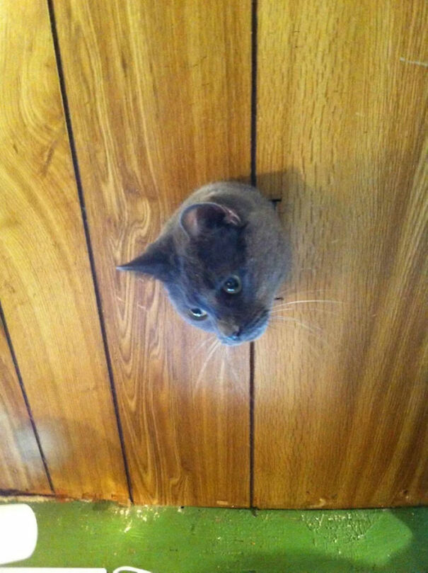 I Walked Into Some Antique Shop And Saw This Cat Poking His Head Through A Hole In The Ceiling
