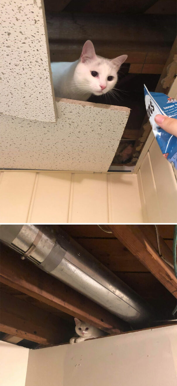 My Cat (Appa) Keeps Crawling Into The Ceiling At Our New Apartment. He Stubbornly Refuses To Get Down, Even For Treats