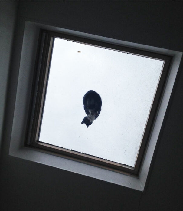 So A Cat Decided To Sit On Our Ceiling Window Today