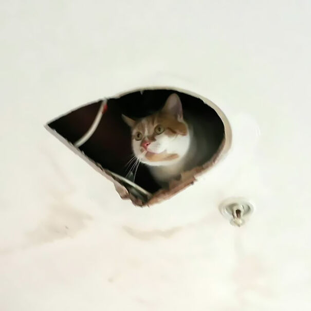 Caught A Rare Glimpse Of Ceiling Cat Today