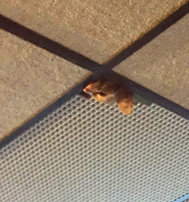 My Cat Broke A Small Piece Of Our Drop Ceiling Tile Off