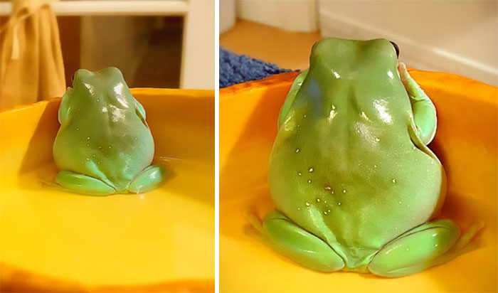 Pepper Does This When We’re Out Of Crickets. Tonight’s Dinner Was Worms And Her Highness Was Not Pleased