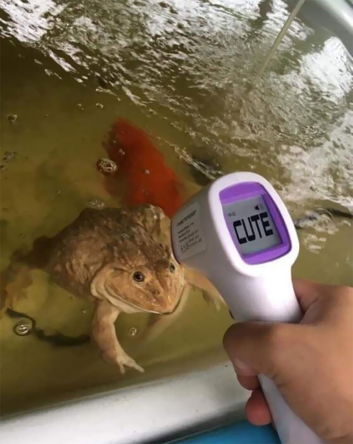 I Believe That's An Accurate Measurement