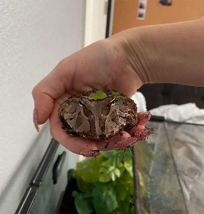 My Pac-Man Frog-His Name Is Dumpy