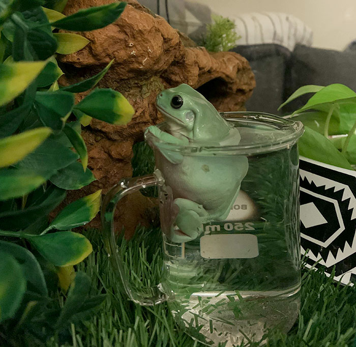 Early Morning Cup Of Frog