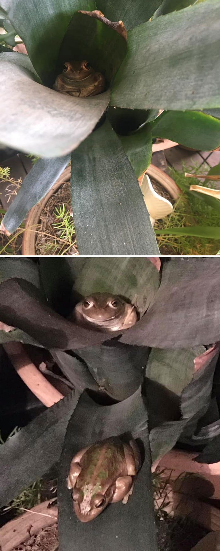 I Call Him Buddha... And Sir