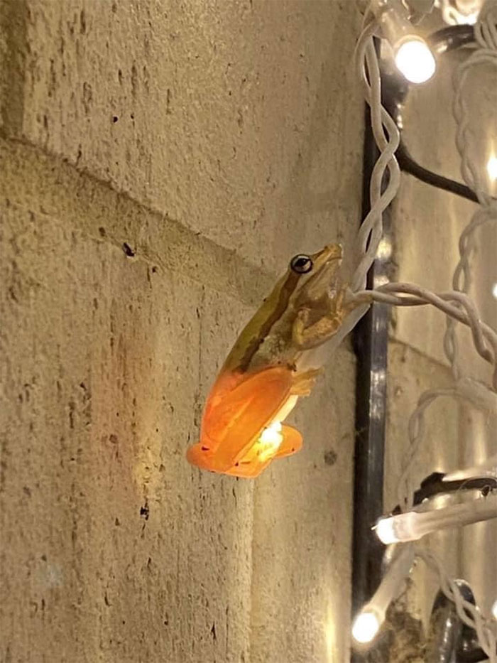 This Little Guys Bum Is Literally Calling His Food To Him