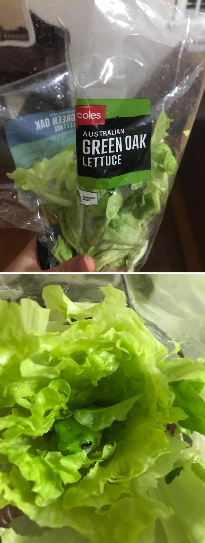 Got A Bit Of A Fright When I Went To Make Some Burgers The Other Day. After A 3 Day Stay In Our Fridge, He Was Released To A Local Pond