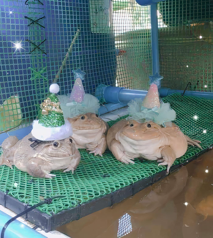 What A Lovely Little Hat Party