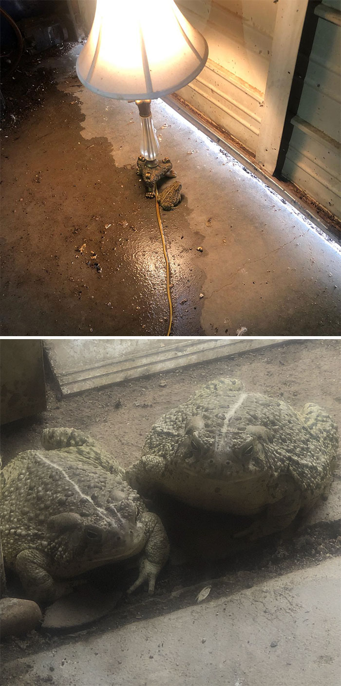 My Dad Put A Lamp Up In His Shop At Night. We Now Have A Toad Ranch