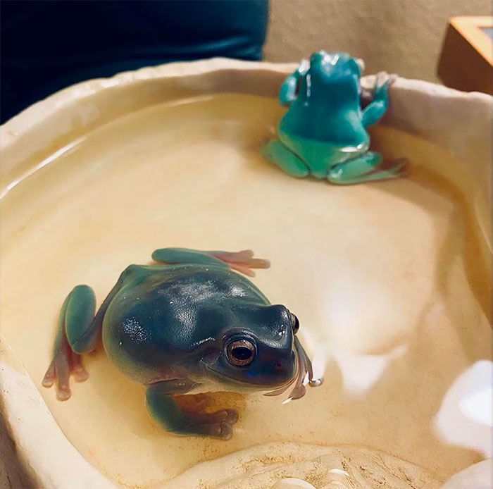 They’re Fighting, But Neither One Wanted To Leave The Comfy Baff So They’re Silent-Treatment-Ing Each Other