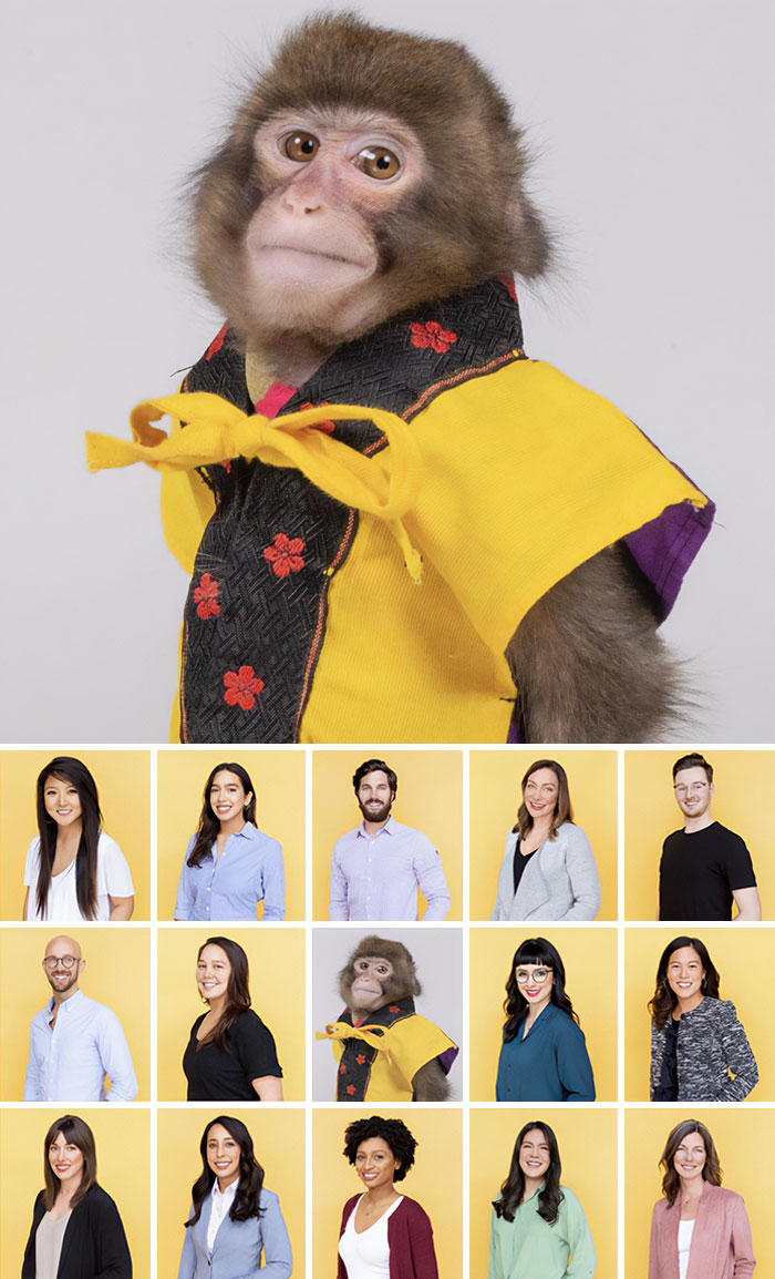 Monkey in a yellow jacket posing with people against a yellow background.