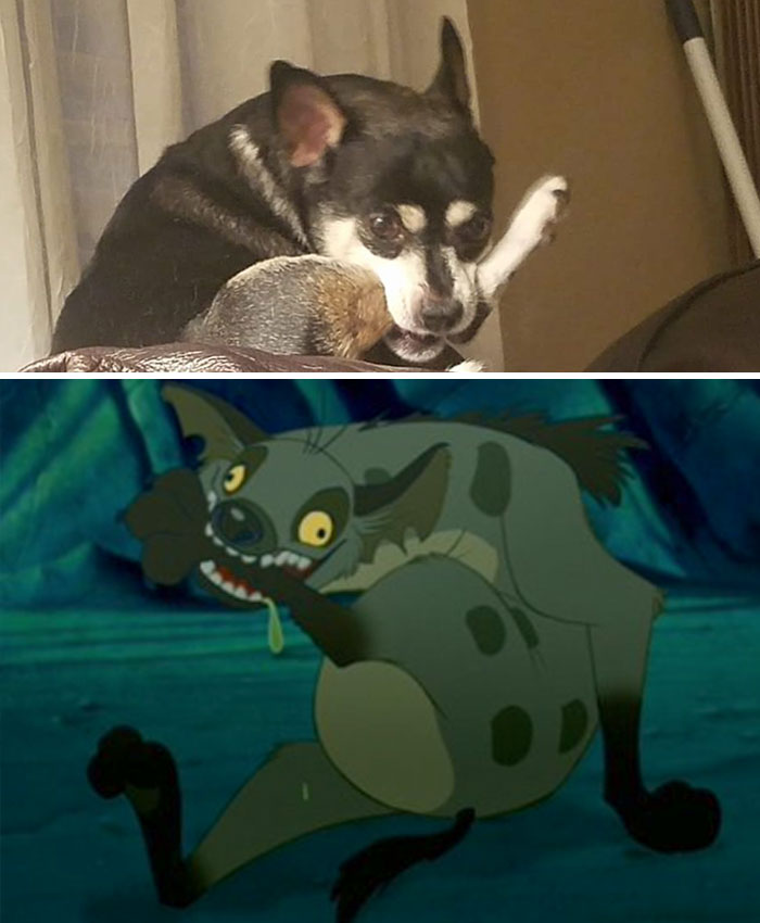 While I Was Out Of Town, My Sister Sent Me An Update On Our Dog