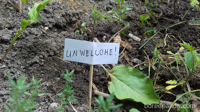 Funny-Signs-For-Snails
