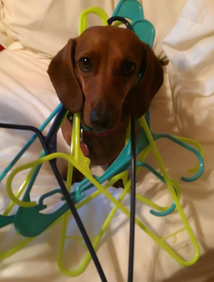 Dachshund In A Pickle