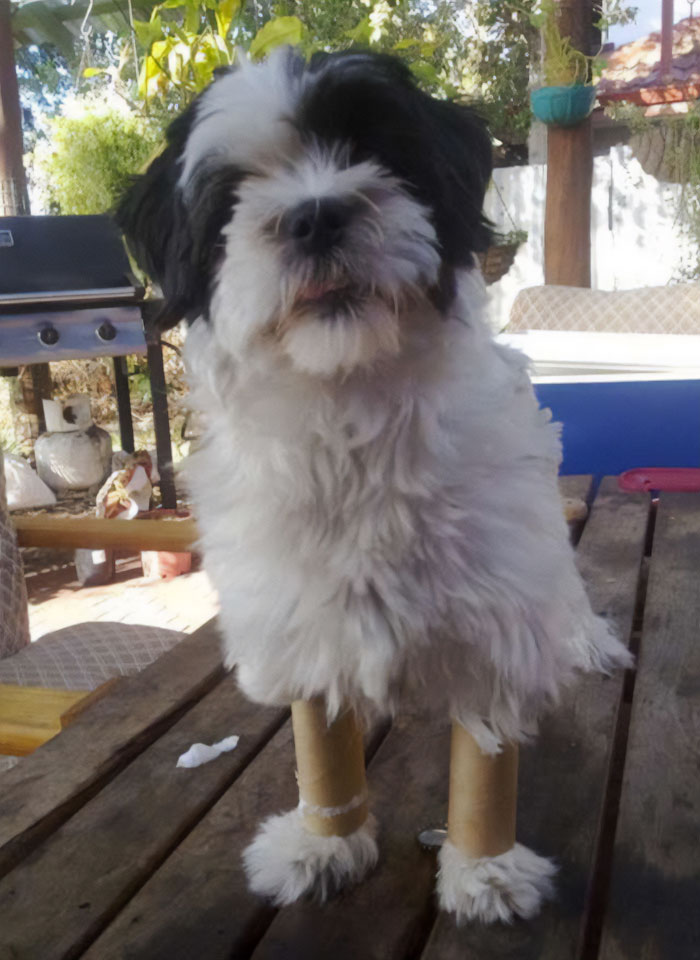 My Dad Was Dog-Sitting My Dog, And Sent Me This