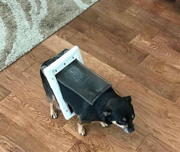 Are You Stuck Step-Dog?