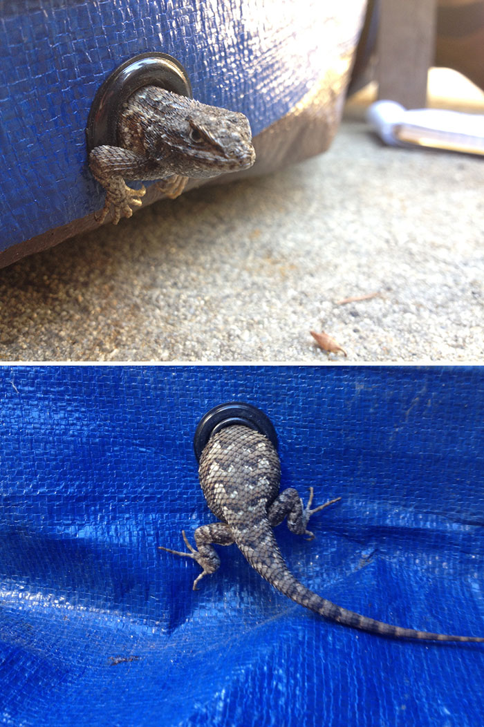 Lizard Contemplates Diet