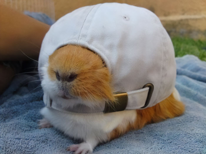 How Does A Guinea Pig Get Stuck