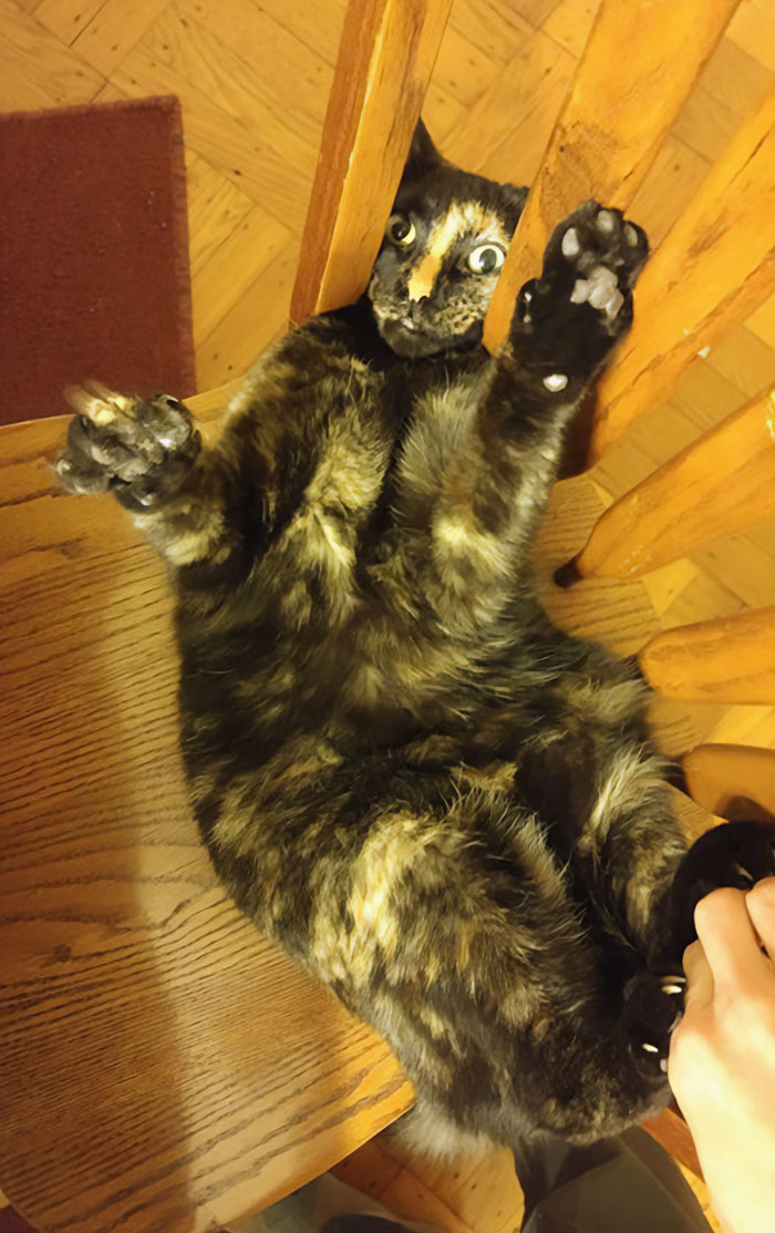 This Is My Cat At The Exact Moment She Realized Her Head Was Stuck In A Chair. (Don't Worry I Got Her Out)