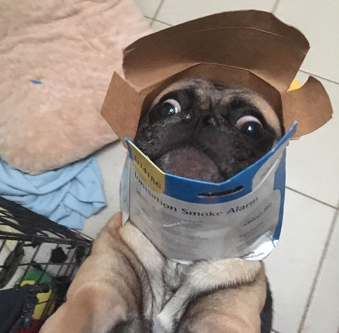 Pug Troubles