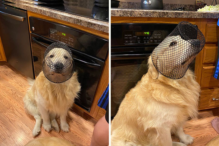 He Wants To Be A Beekeeper