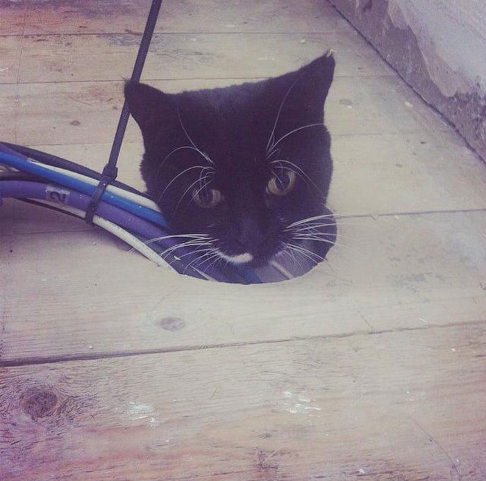 We're Getting Our Living Room Redone, And She Has Somehow Gotten Herself Stuck Under The Floorboards
