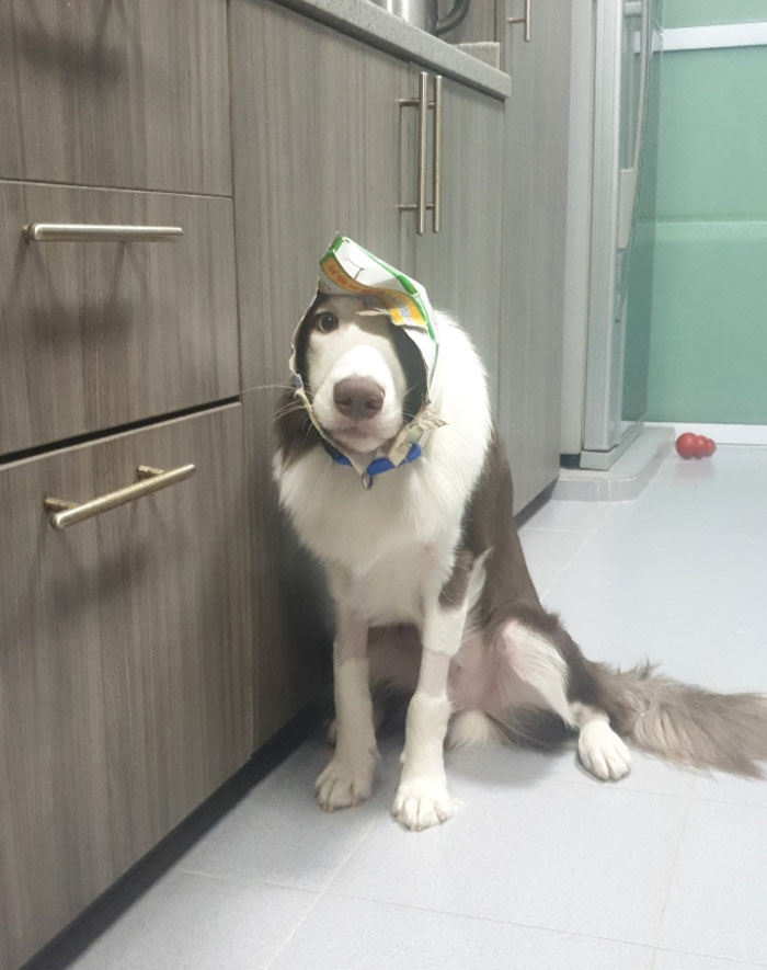 My Dog Managed To Get Into A Pack Of Frozen Fish Fillets And He Would've Gotten Away With It If He Didn't Get Stuck And Had To Come To Me For Help