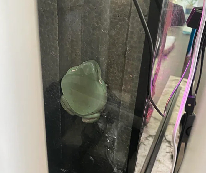 Frog Got Stuck In My Terrarium Tonight It Belonged Here