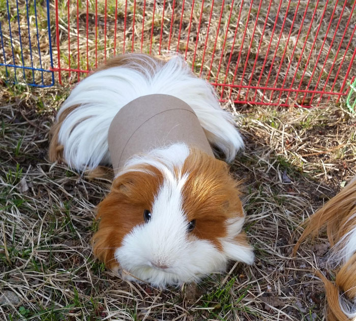 Penelope Got Stuck In A Toilet Paper Roll. She Was Unstuck Within Seconds But Left Me Just Enough To Snap This Photo