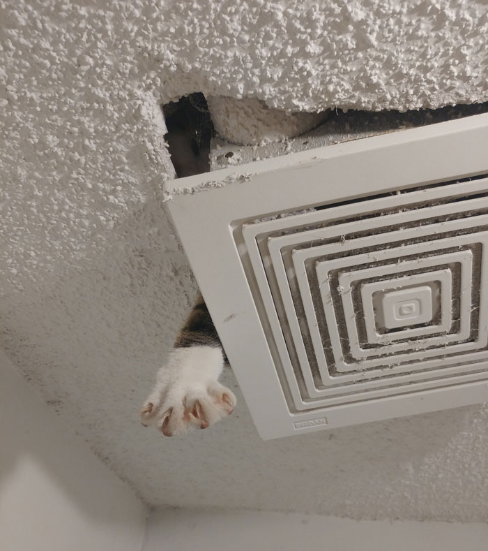 How I Noticed That My Cat Was Stuck In The Attic
