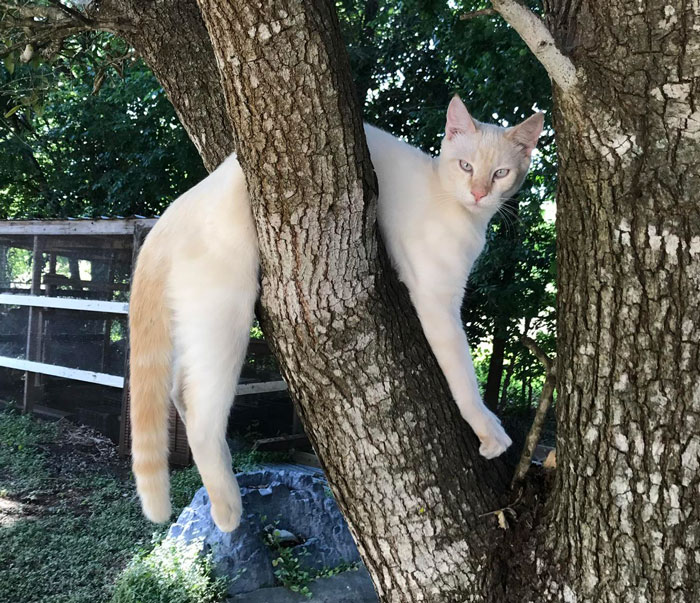 My Mom’s Cat. 100% Stuck And Not Nearly As Amused As I Was