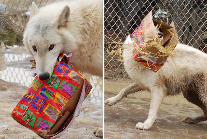 Nakota Shows Appreciation For The Christmas Present