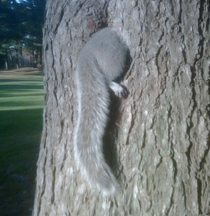 My Dad And Brother Found This Little Fatty Stuck In A Tree While Golfing. They Had To Wiggle Him Out By His Little Legs But They Saved Him