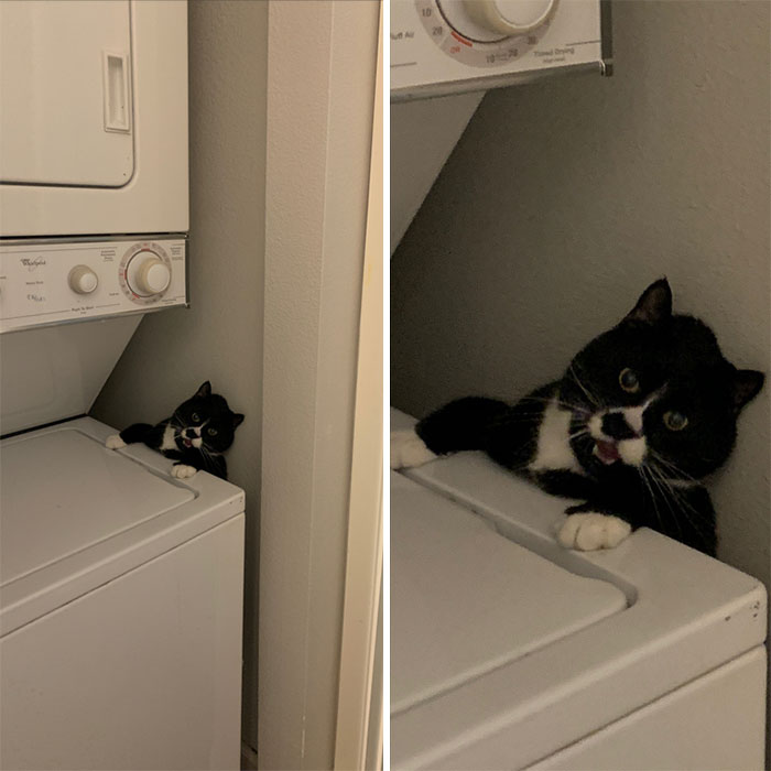 My Poor Cat Got Stuck In The Laundry Room