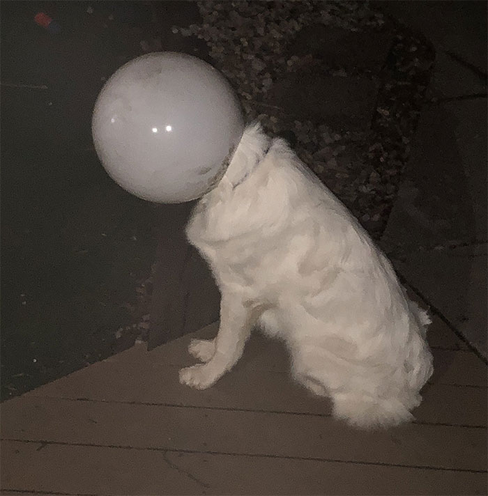 Dog Got Curious And Became A Space Dog